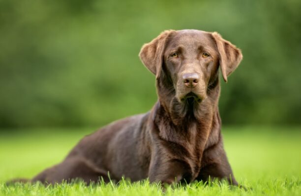 Never Too Late: Effective Strategies for Training Adult Dogs